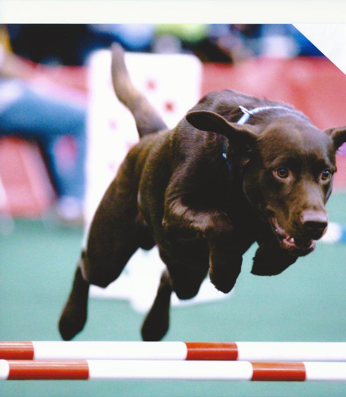 Help! My dog is jumping, barking, chewing & digging!  Teamwork Dogs -  Training a great family dog - Taigum, Caboolture